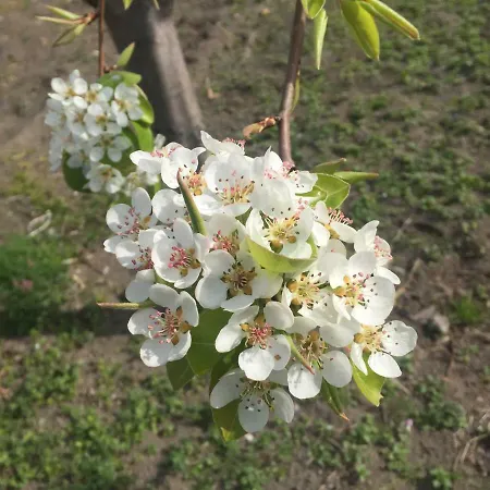 Alojamento de Acomodação e Pequeno-almoço Il Giardino Di Nonno Agostino 3*
