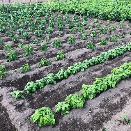 Nocleg ze śniadaniem Il Giardino Di Nonno Agostino