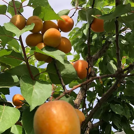 Il Giardino Di Nonno Agostino Bed & Breakfast