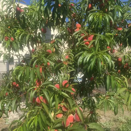 Il Giardino Di Nonno Agostino 3* Castellammare di Stabia
