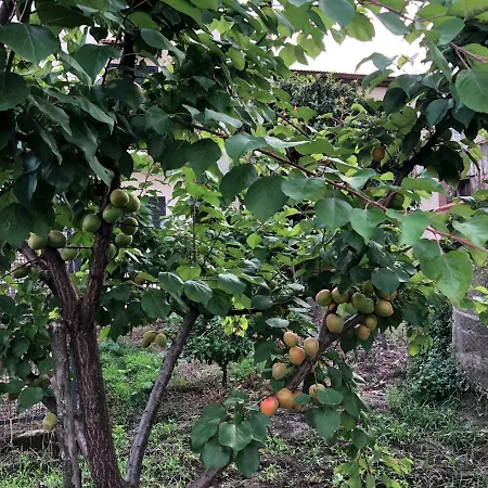 Il Giardino Di Nonno Agostino Bed & Breakfast Castellammare di Stabia